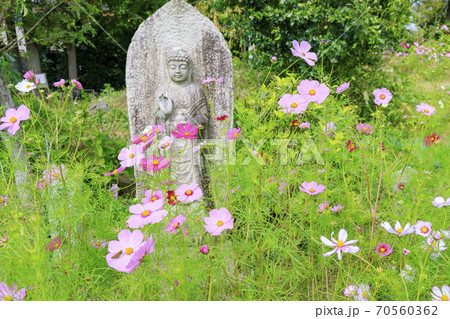 般若寺 紫陽花とコスモスの共演の写真素材