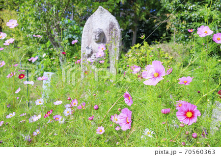 般若寺 紫陽花とコスモスの共演の写真素材