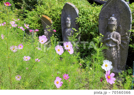 般若寺 紫陽花とコスモスの共演の写真素材