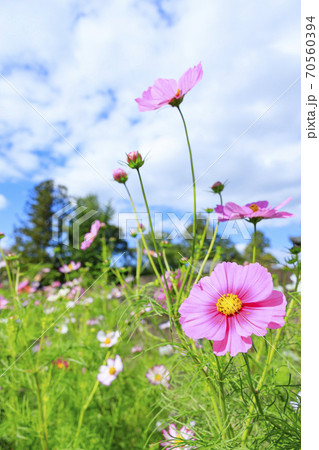 般若寺 紫陽花とコスモスの共演 般若寺 紫陽花とコスモスの共演 70560394