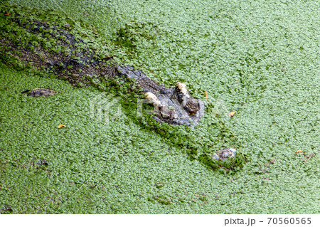 Scary Crocodile swims in green marshes.  70560565