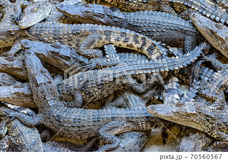 Crocodiles crawling over each other. Many small crocodiles on heap. 70560567