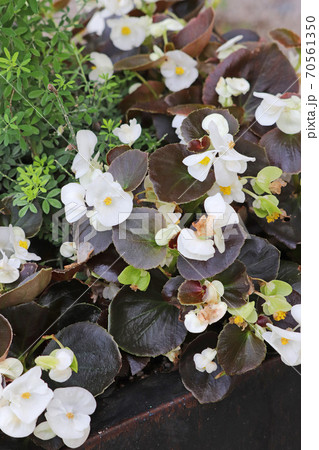 銅葉と白花が美しいベゴニア・センパフローレンス 70561350