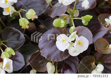 銅葉と白花が美しいベゴニア・センパフローレンス 70561353