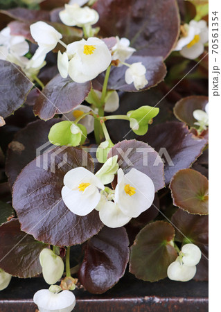 銅葉と白花が美しいベゴニア・センパフローレンス 銅葉と白花が美しいベゴニア・センパフローレンス 70561354