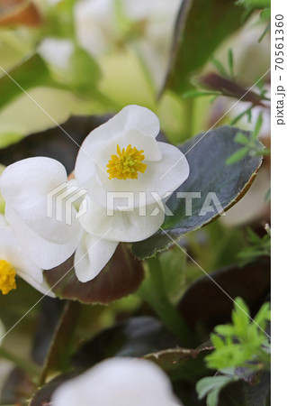銅葉と白花が美しいベゴニア・センパフローレンス 70561360