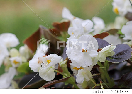 銅葉と白花が美しいベゴニア・センパフローレンス 70561373