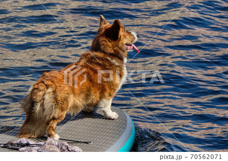 A dog on a surfboard swims in the water and looks ahead 70562071