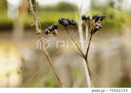Black fruits of alexanders plant 70562154
