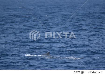 ザトウクジラの背中(慶良間諸島 近海/沖縄県) ザトウクジラの背中(慶良間諸島 近海/沖縄県) 70562373