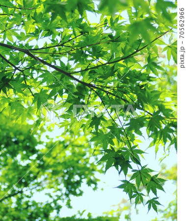 あおもみじ あおもみじ 70562966