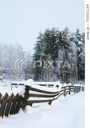 Winter landscape, trees in the forest covered with snow, in the foreground a leaning fence. 70565134