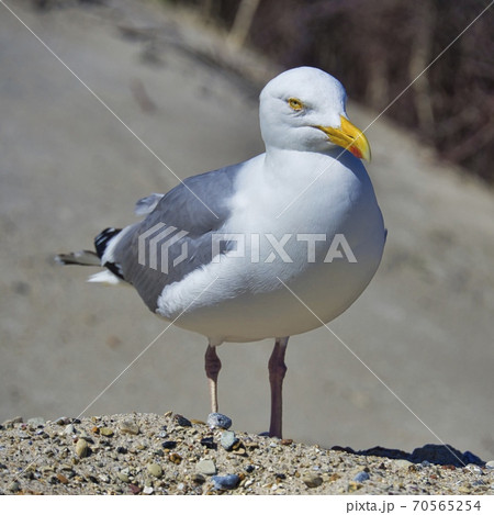 european herring gull on heligoland european herring gull on heligoland 70565254