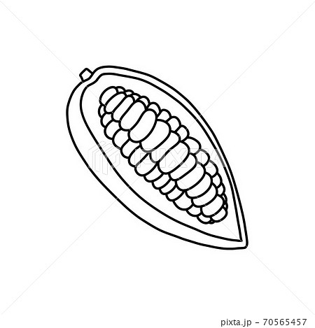 cacao fruit and beans doodle icon, vector 70565457