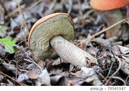 A view of a Red Cap Mushroom on its side 70565587