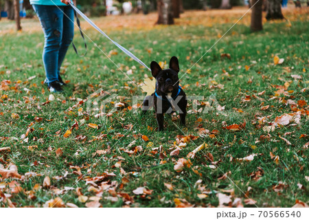 Cute French bulldog outdoors in the Park in autumn 70566540