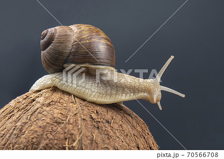 Helix pomatia. grape snail on a coconut on a dark background. mollusc and invertebrate.  70566708