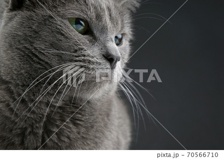 Studio Portrait Of A Beautiful Grey Cat On Dark Pixta