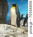 水族館で見たペンギン 70566806