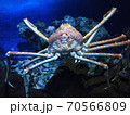 水族館で見たタカアシガニ 70566809