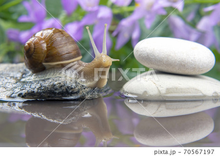 Helix pomatia. snail climbs from stone to stone. mollusc and invertebrate. Helix pomatia. snail climbs from stone to stone. mollusc and invertebrate. 70567197