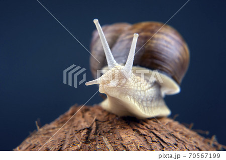 Helix pomatia. grape snail on a coconut on a dark background. mollusc and invertebrate. Helix pomatia. grape snail on a coconut on a dark background. mollusc and invertebrate. 70567199