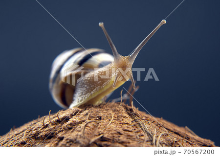 Helix pomatia. grape snail on a coconut on a dark background. mollusc and invertebrate. 70567200
