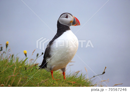 paffin bird on the grass in Iceland paffin bird on the grass in Iceland 70567246
