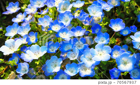 ネモフィラ・インシグニズブルーの花 70567937