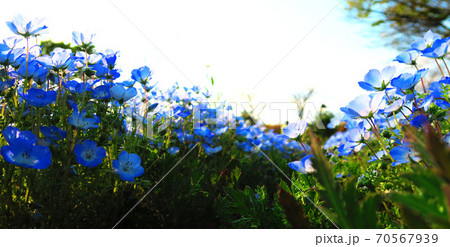 ネモフィラ・インシグニズブルーの花 70567939