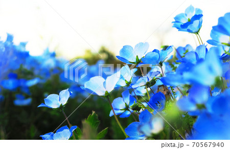 ネモフィラ・インシグニズブルーの花 70567940