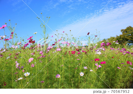 コスモスの花 70567952