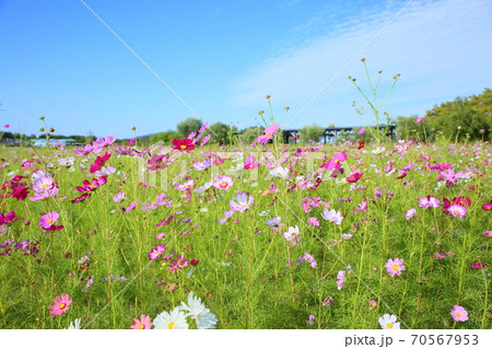 コスモスの花 コスモスの花 70567953