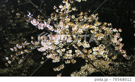 埼玉県川口市の三ツ和公園の夜桜 埼玉県川口市の三ツ和公園の夜桜 70568012