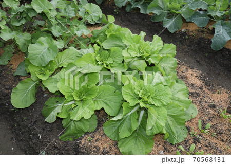 家庭菜園の野菜たち 家庭菜園の野菜たち 70568431
