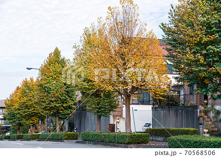 紅葉の始まった並木と自然を大切にする住宅街の写真素材