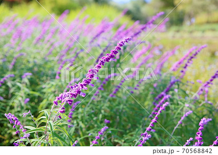 サルビアレウカンサの花 サルビアレウカンサの花 70568842