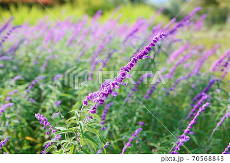 サルビアレウカンサの花の写真素材