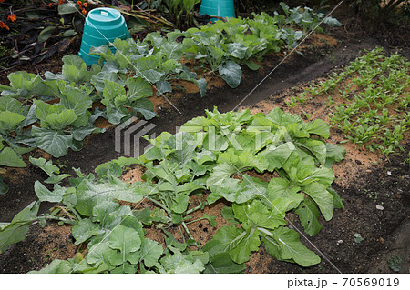 家庭菜園の野菜たち 家庭菜園の野菜たち 70569019