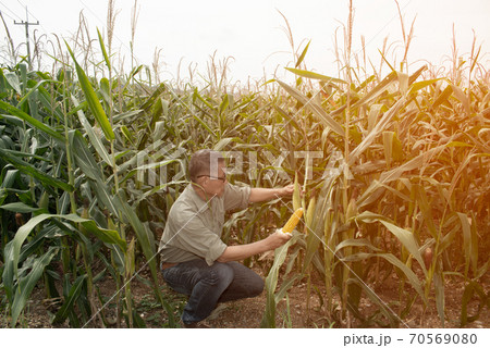 The Asian elder Farmers male examining corn on the cob in field. Adult Asian male agronomist is working in cultivated maize field. 70569080