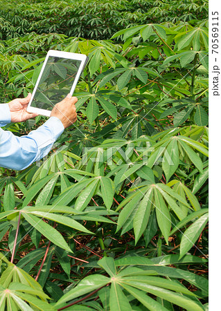 Focused on the hands of the farmers using a tablet with the display of photos of the cassava fields for further analysis in the lab. 70569115