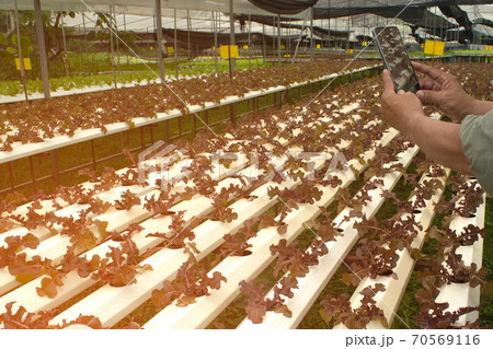 Focus on the hands of farmers men who use a mobile phone taking pictures of organic plants For further analysis in the laboratory. 70569116
