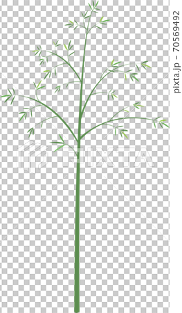 bamboo	 70569492