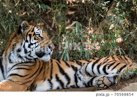 横たわる多摩動物公園のトラの肉球 の写真素材