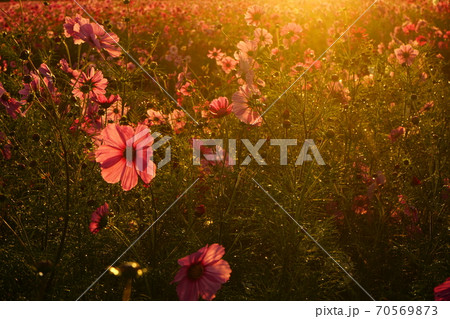 秋桜　秋 　早朝　夜明け 　宮ノ下コスモス広苑 70569873