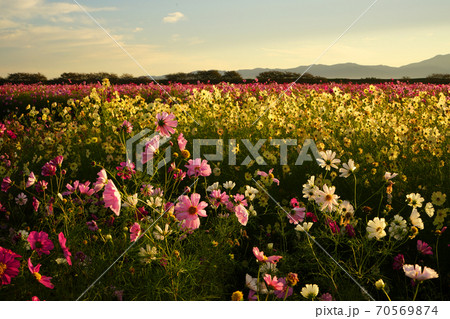 秋桜 秋 早朝 夜明け コスモス広苑 秋桜 秋 早朝 夜明け コスモス広苑 70569874