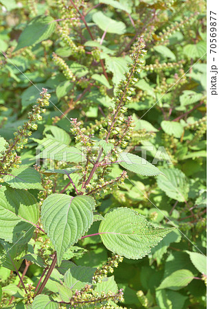 植物 シソ カタメンジソ シソ科の写真素材