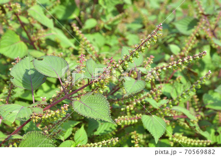 植物 シソ カタメンジソ シソ科の写真素材