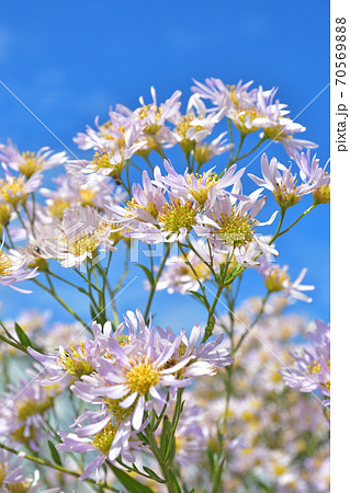 植物・シオン　キク科 70569888