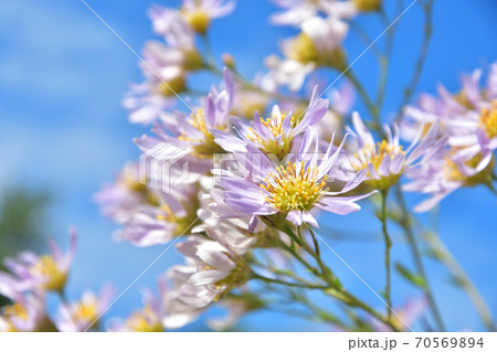 植物・シオン　キク科 70569894